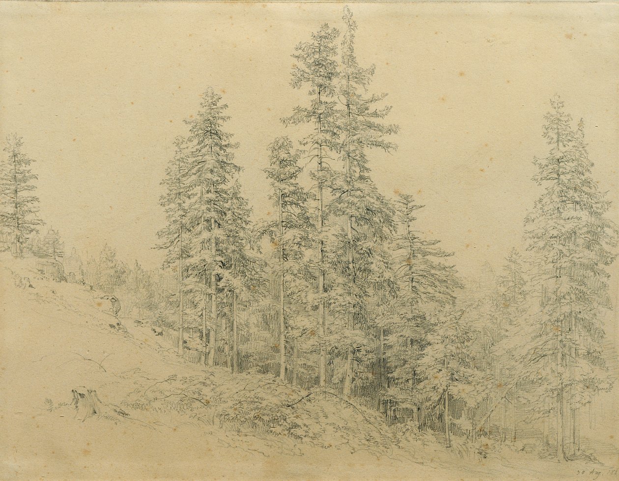Sapin noble - Joseph Martin Höger
