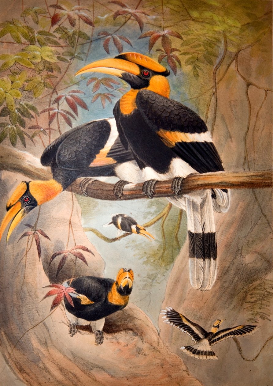 Calao à casque concave, 1861 - Joseph Wolf