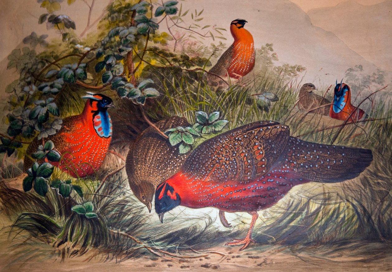 Tragopan cornu, 1861 - Joseph Wolf