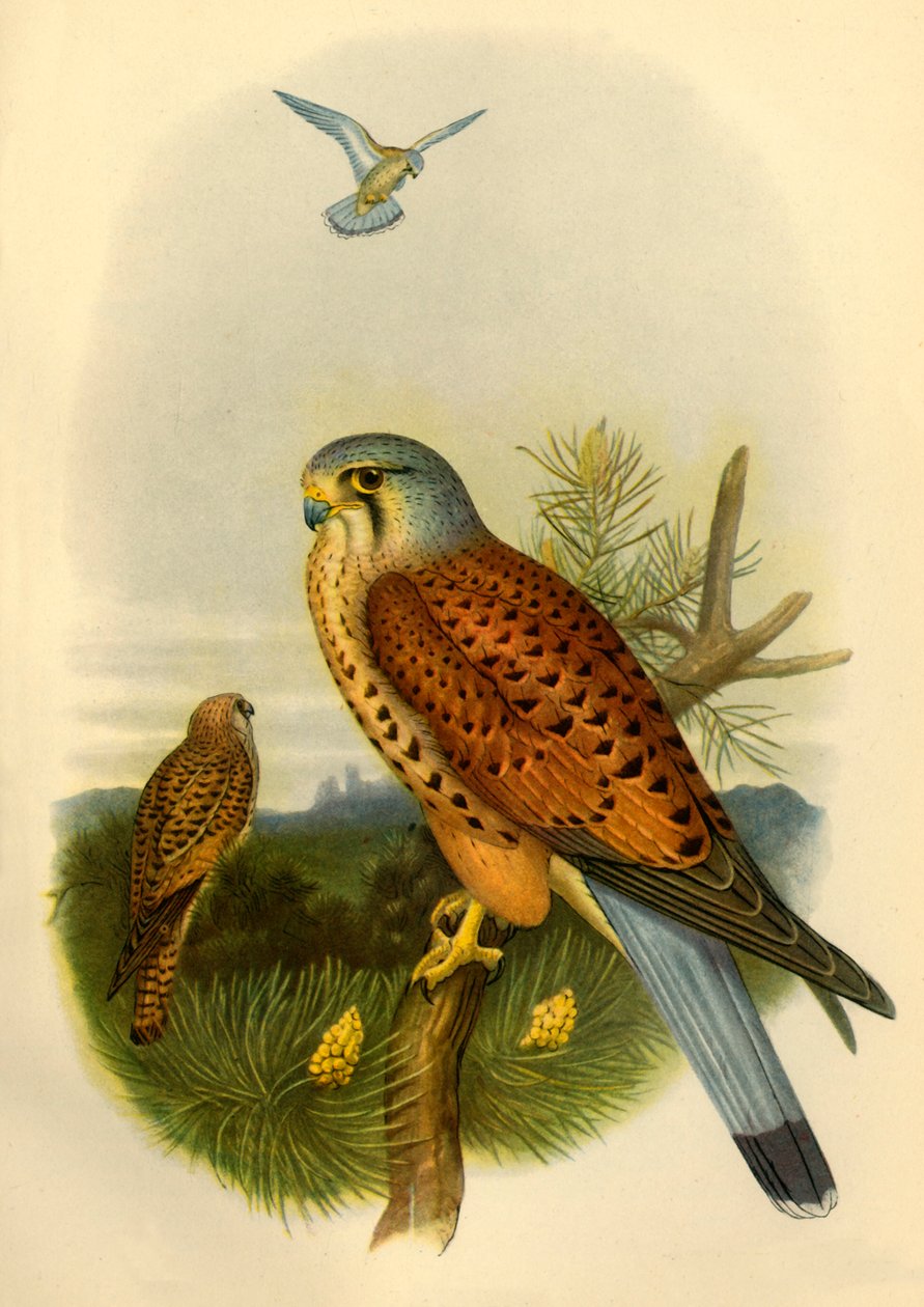 Kestrel - Joseph Wolf