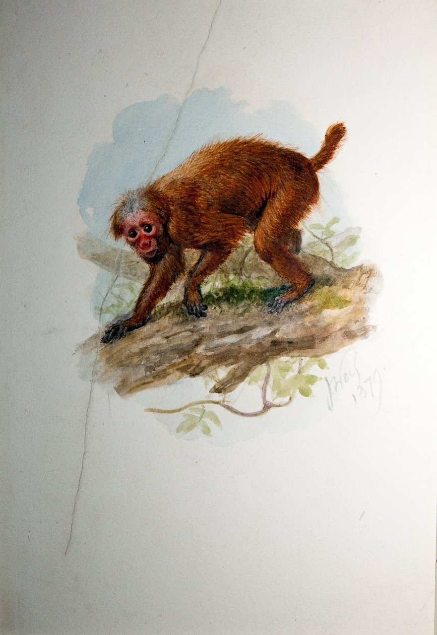Uacari, vers 1850 - Joseph Wolf