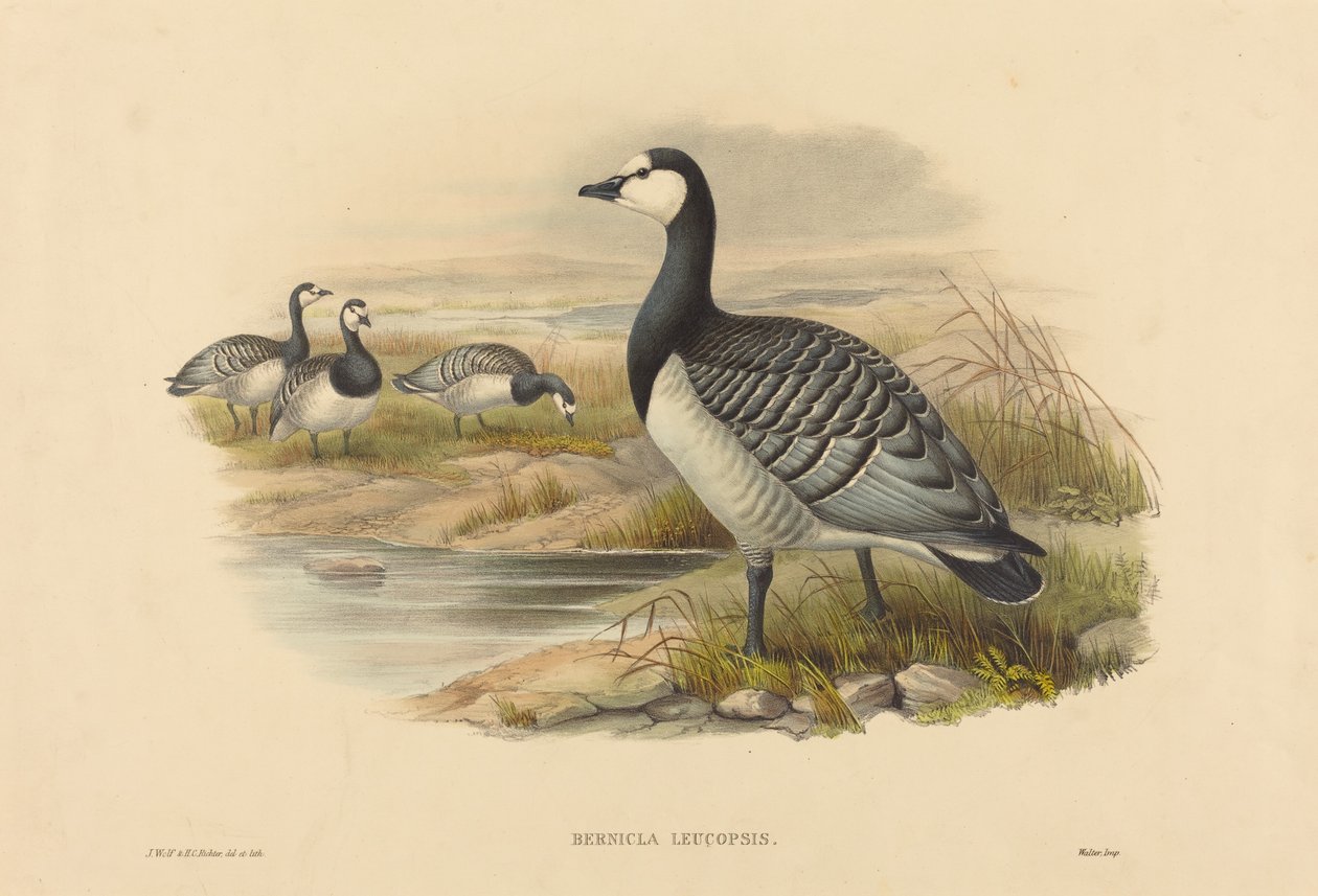 Oie bernache (Bernicla Leucopsis) - Joseph Wolf and H.C. Richter