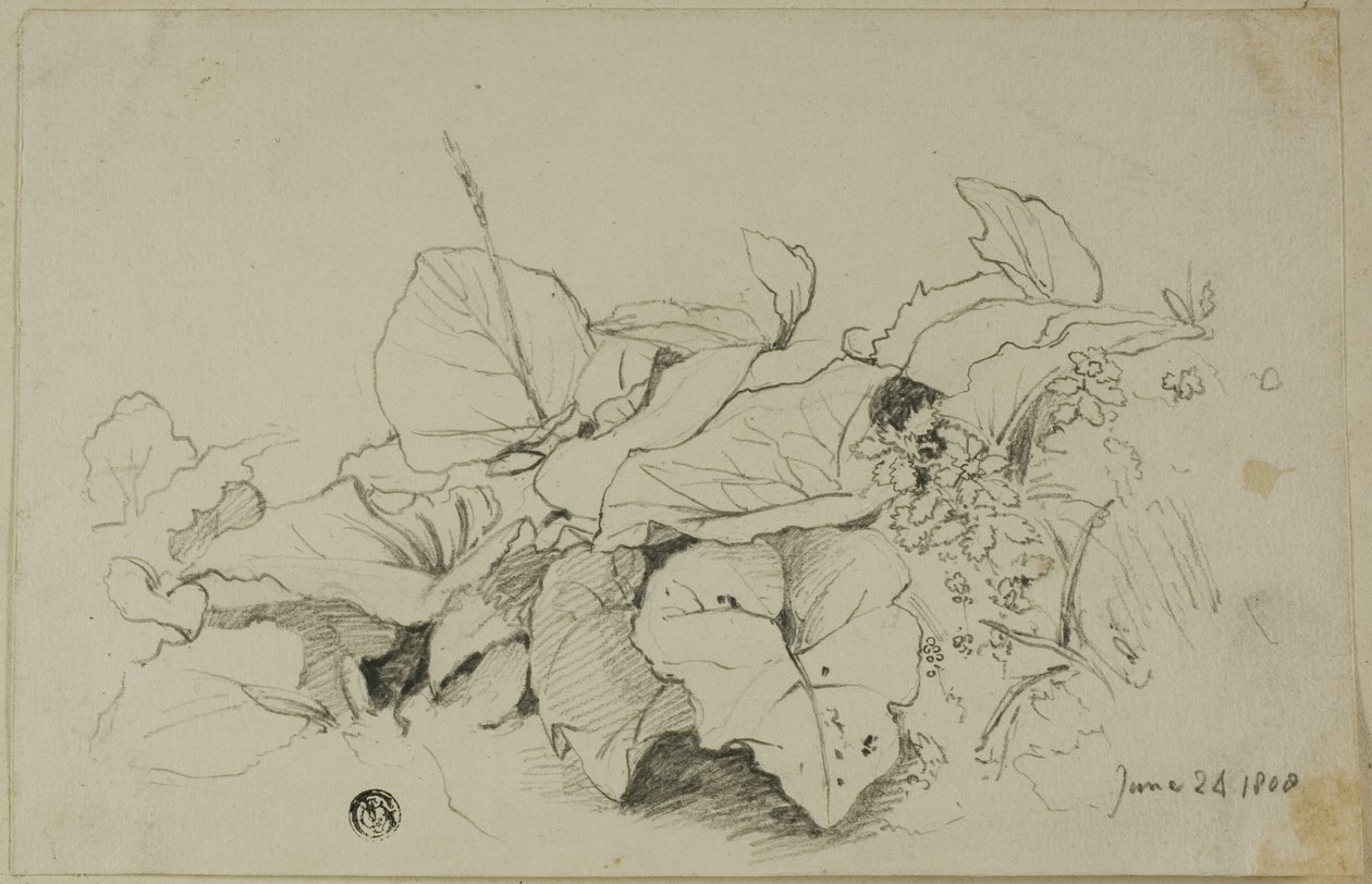 Touffe de feuilles et de fleurs - Joshua Cristall