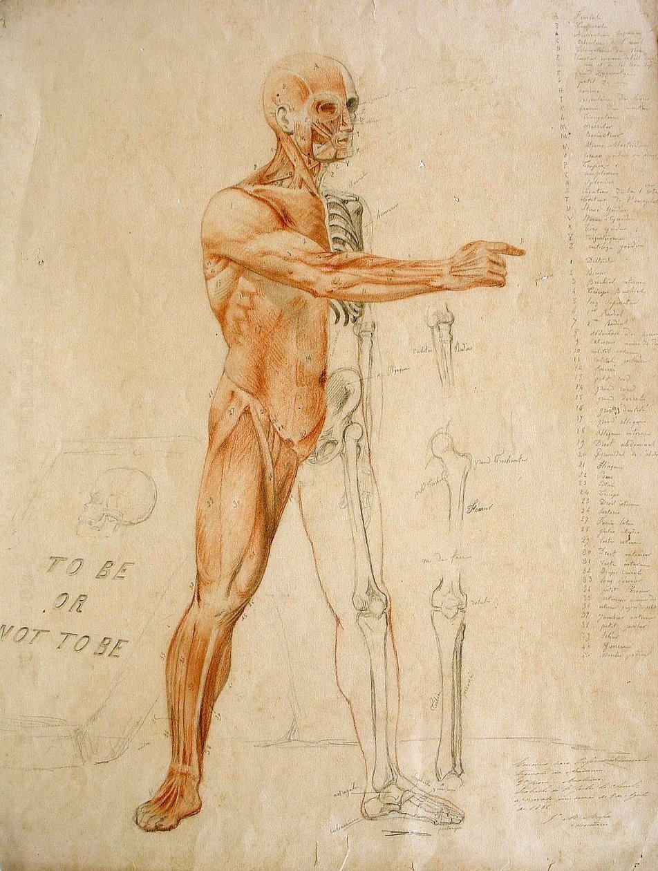 Dessin anatomique - Jules Le Chevrel