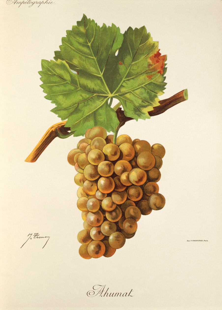 Raisin Ahumat par J. Troncy - Jules Troncy