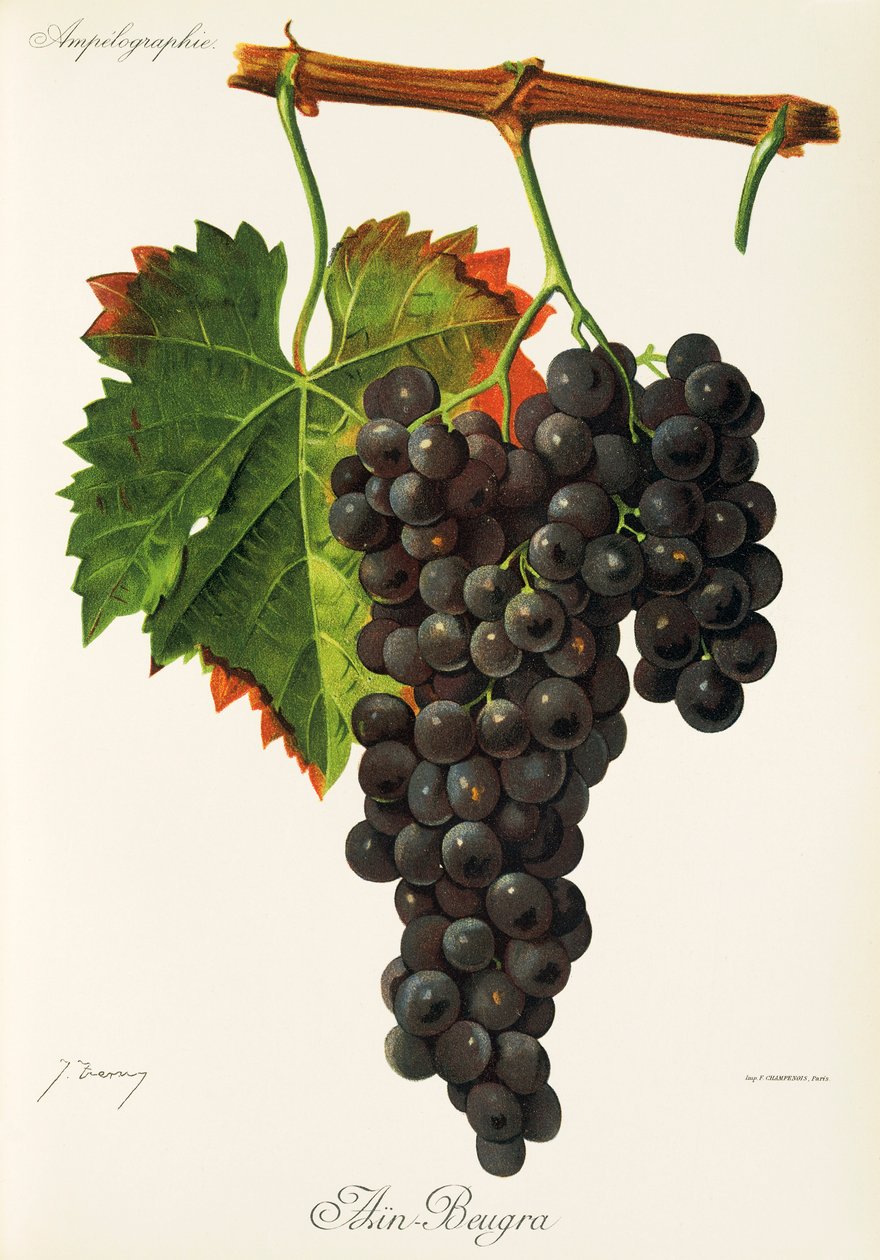 Raisin Ain Beugra - Jules Troncy