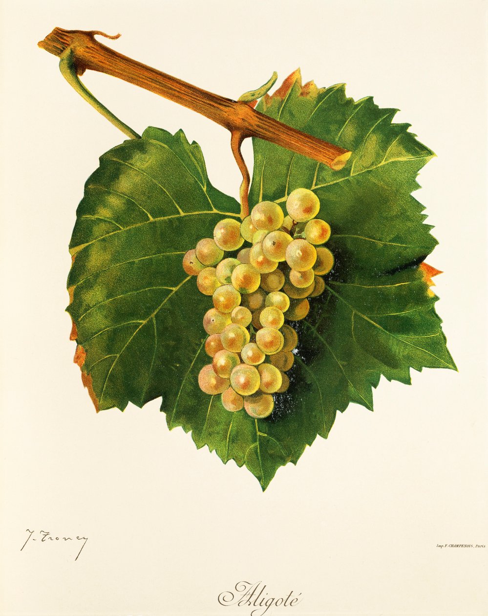 Raisin Aligoté - Jules Troncy