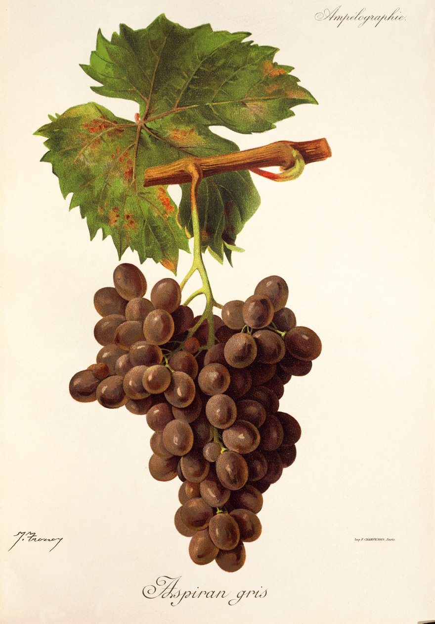 Raisin Aspiran Gris - Jules Troncy
