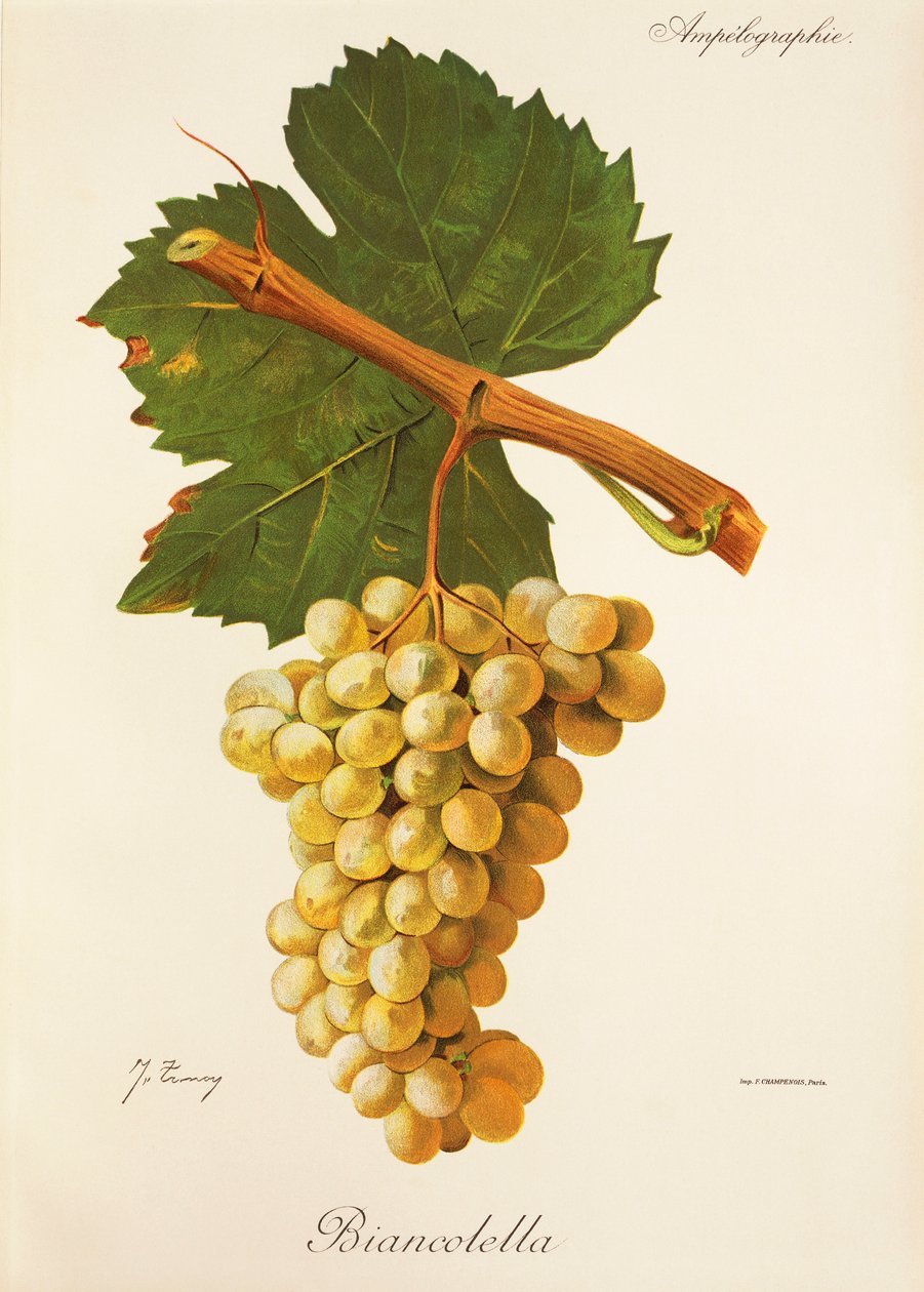 Biancolella - Jules Troncy