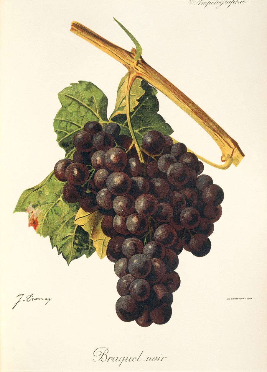 Braquet Noir - Jules Troncy