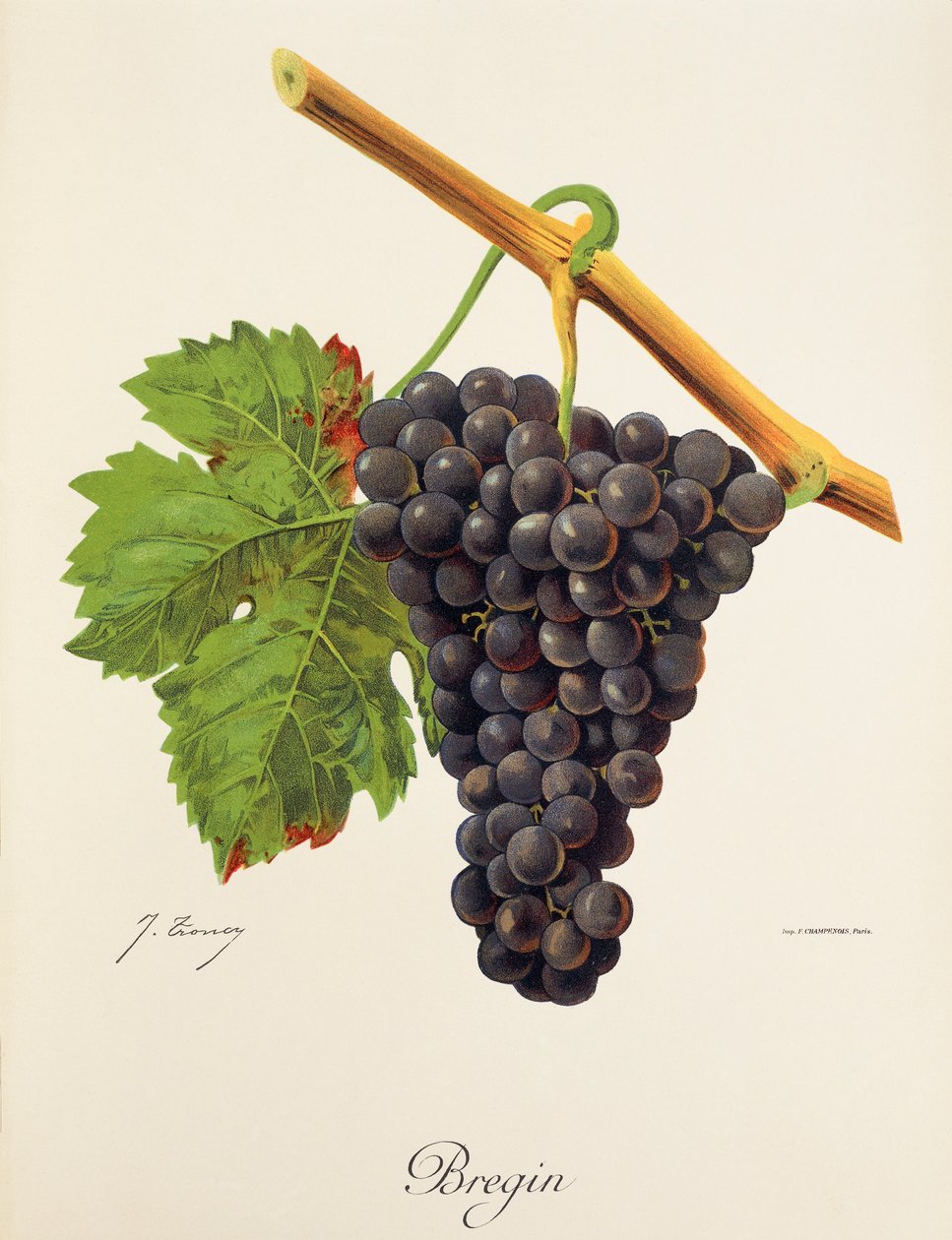 Raisin Bregin par J. Troncy - Jules Troncy