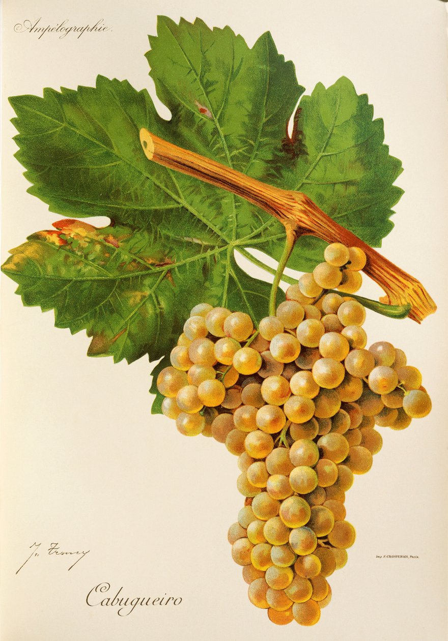 Cabugueiro - Jules Troncy