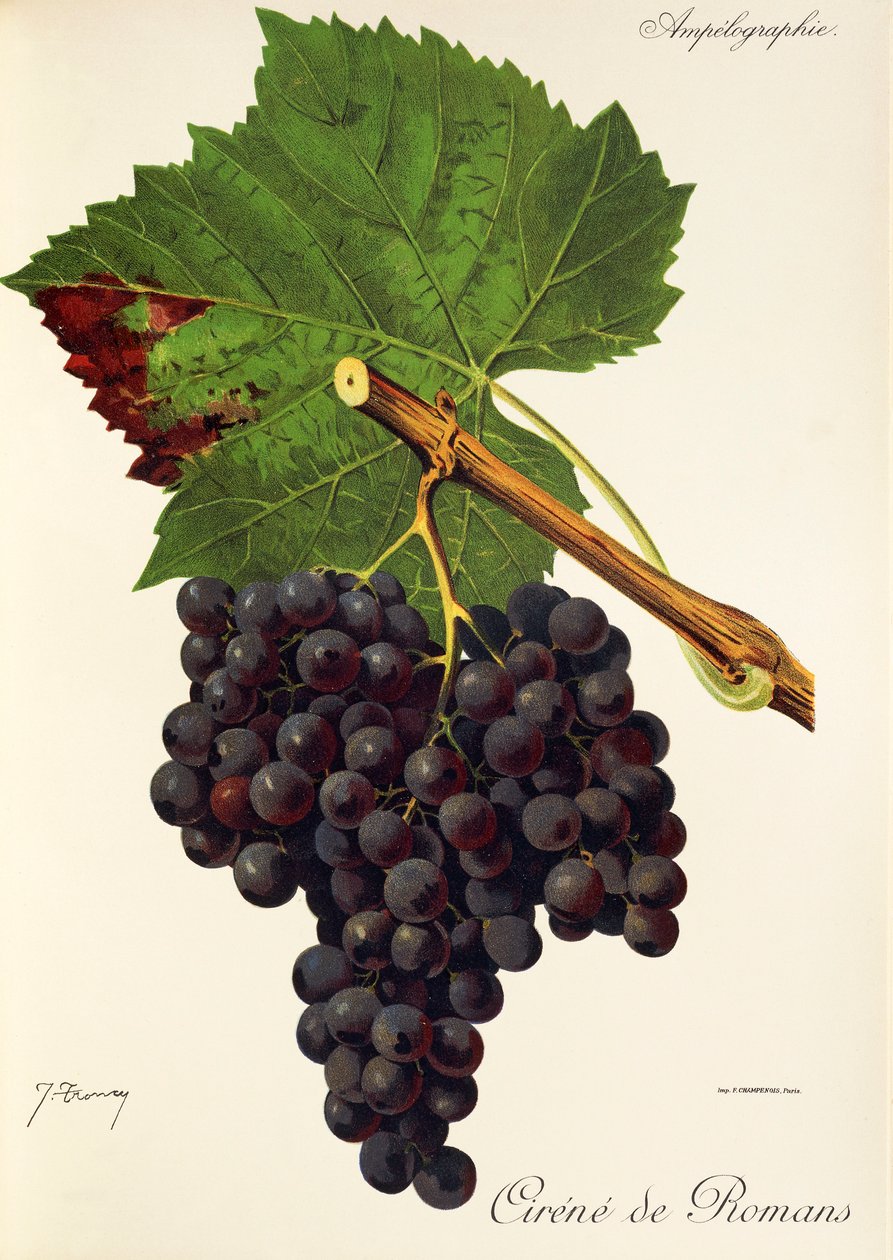 Raisin Cirene de Romans - Jules Troncy