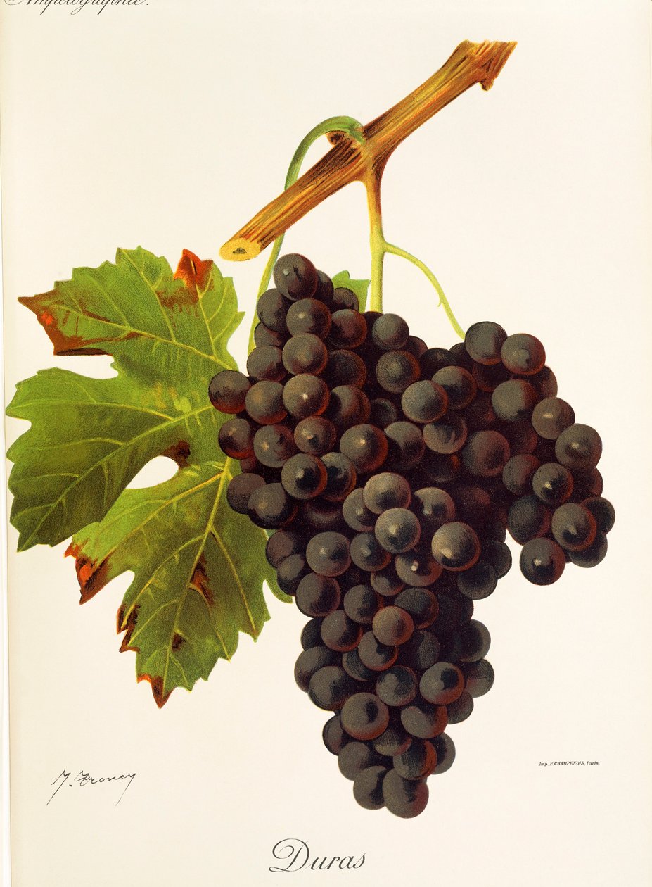 Raisin Duras - Jules Troncy