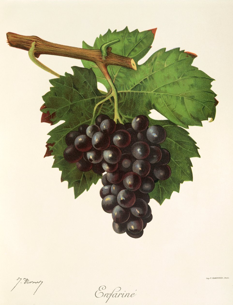 Raisin Enfariné par J. Troncy - Jules Troncy