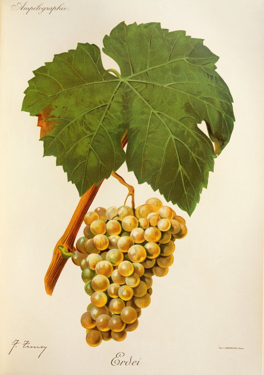 Raisin Erdei - Jules Troncy