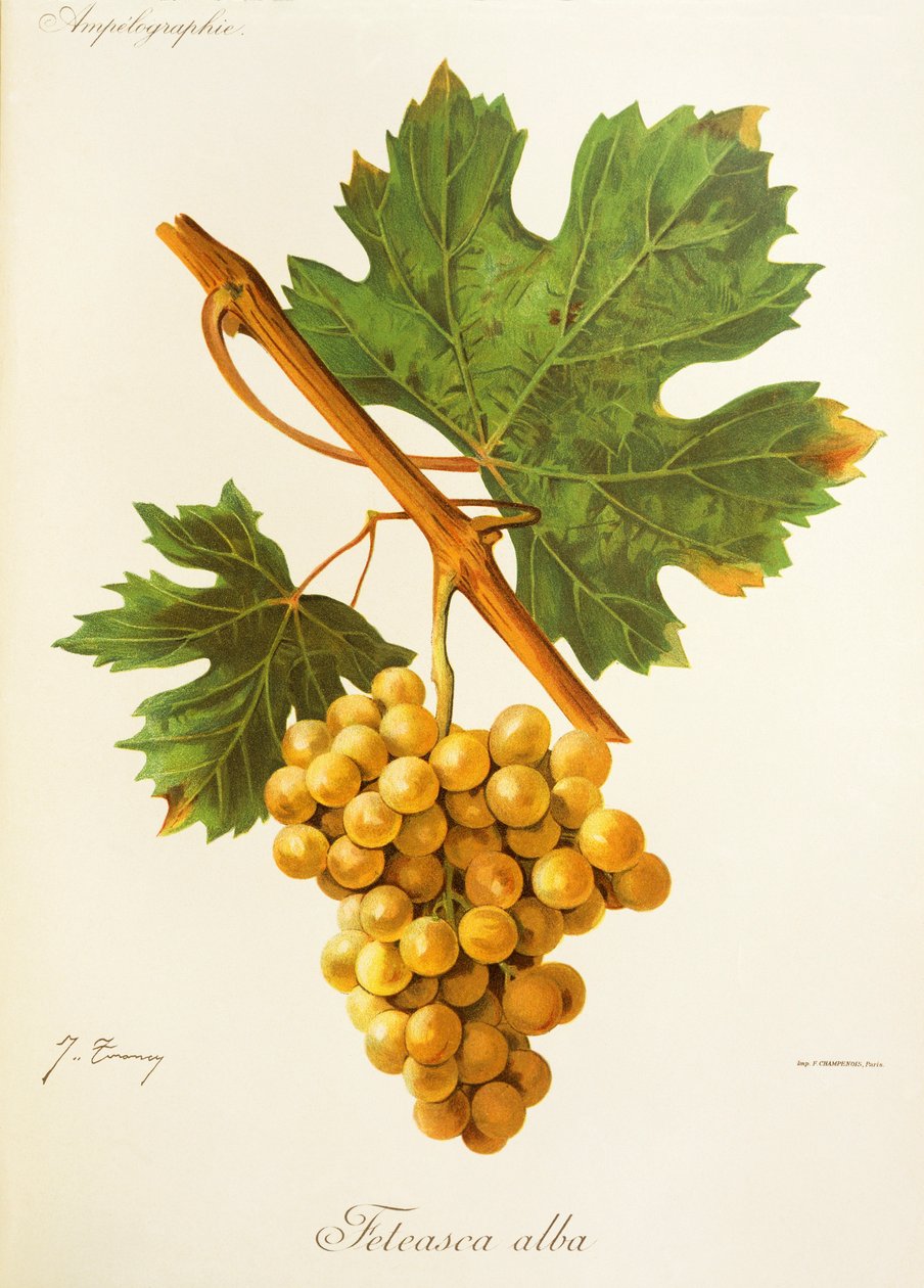 Feteasca Alba - Jules Troncy