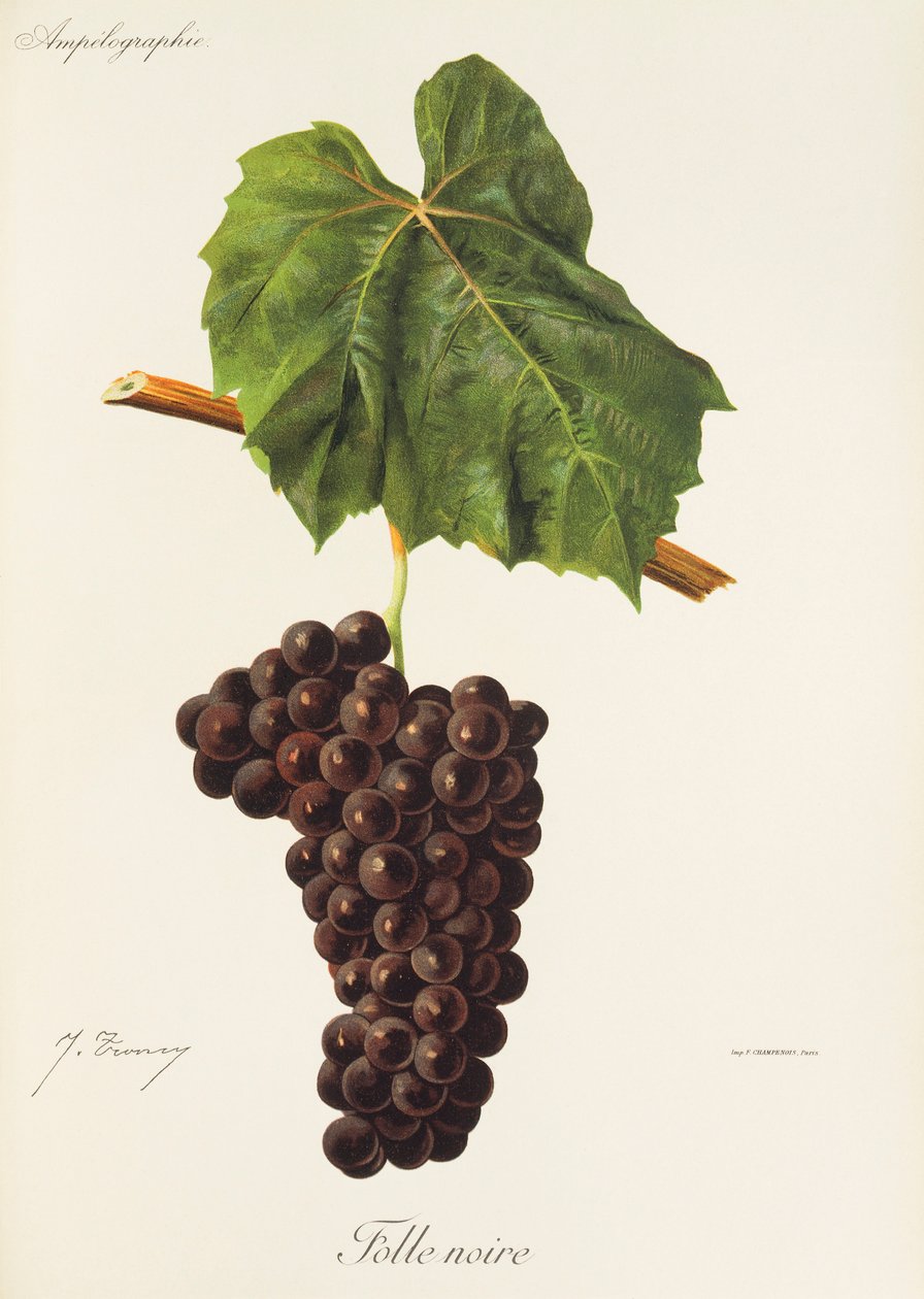 Raisin Folle Noire - Jules Troncy