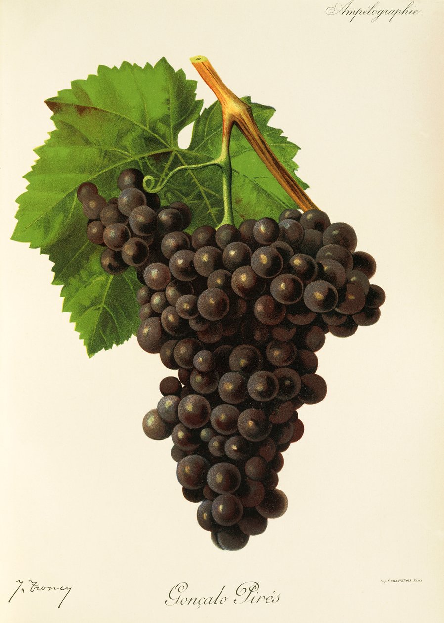 Raisin Goncalo Pires par J. Troncy - Jules Troncy