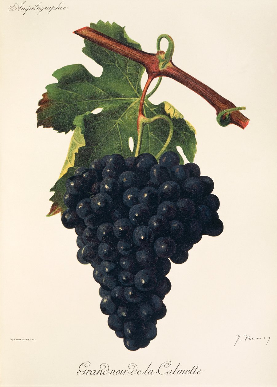 Raisin Grand-Noir-de-la-Calmette - Jules Troncy