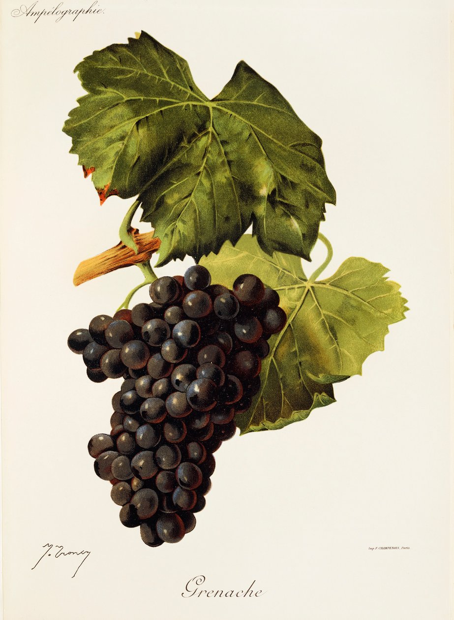 Grenache - Jules Troncy