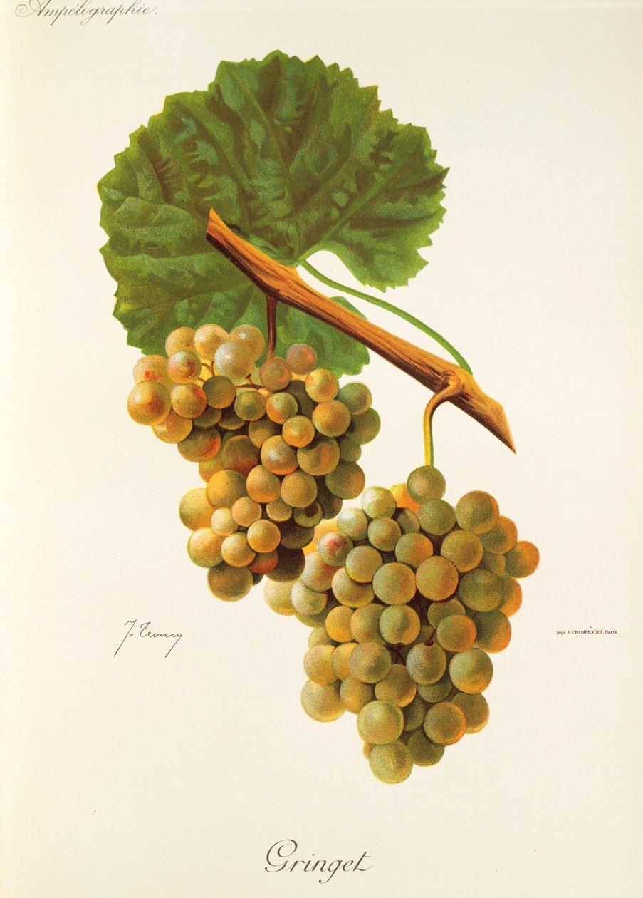 Raisin Gringet par J. Troncy - Jules Troncy