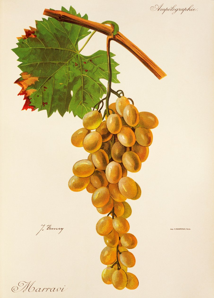 Raisin Marravi par J. Troncy - Jules Troncy