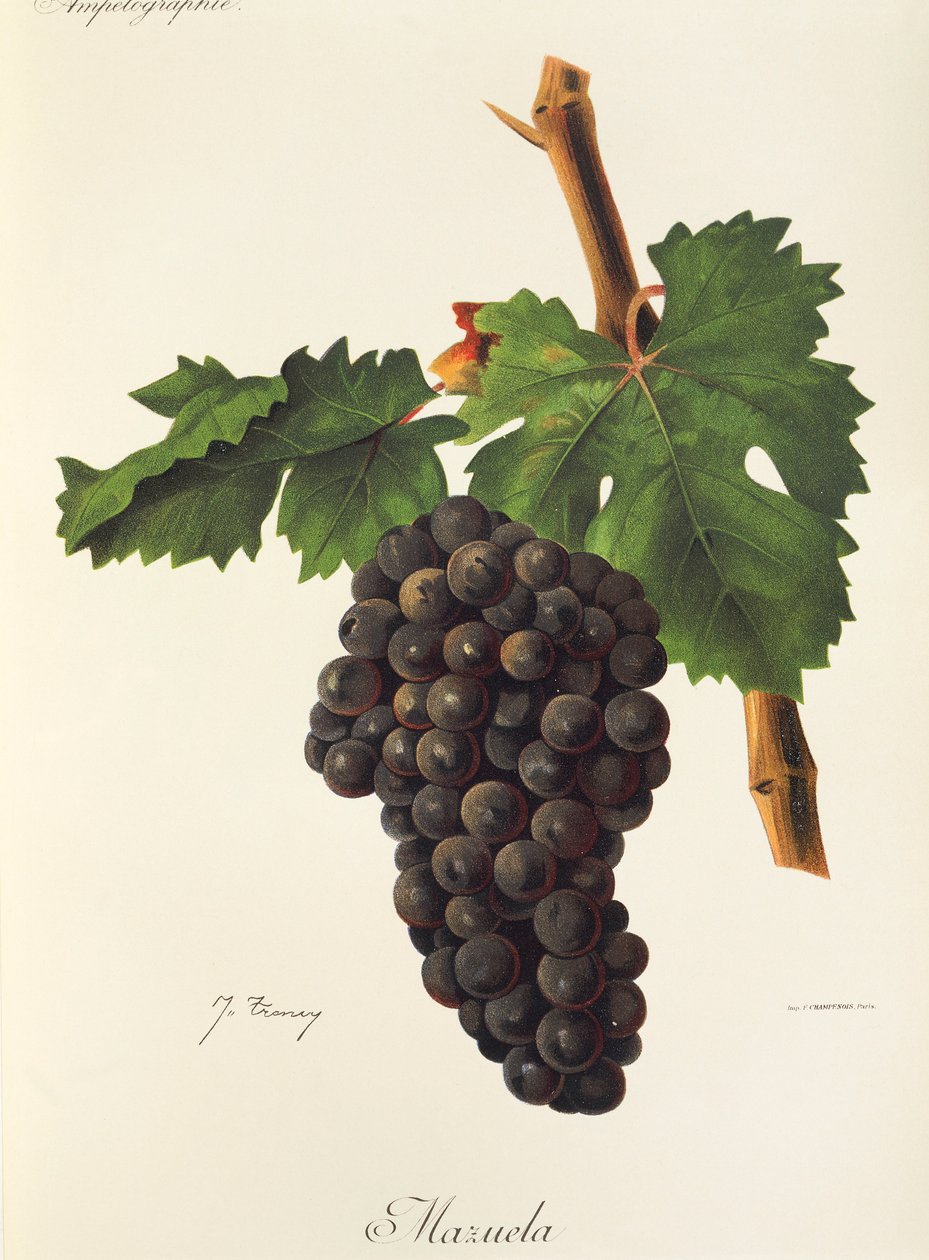 Raisin Mazuela - Jules Troncy