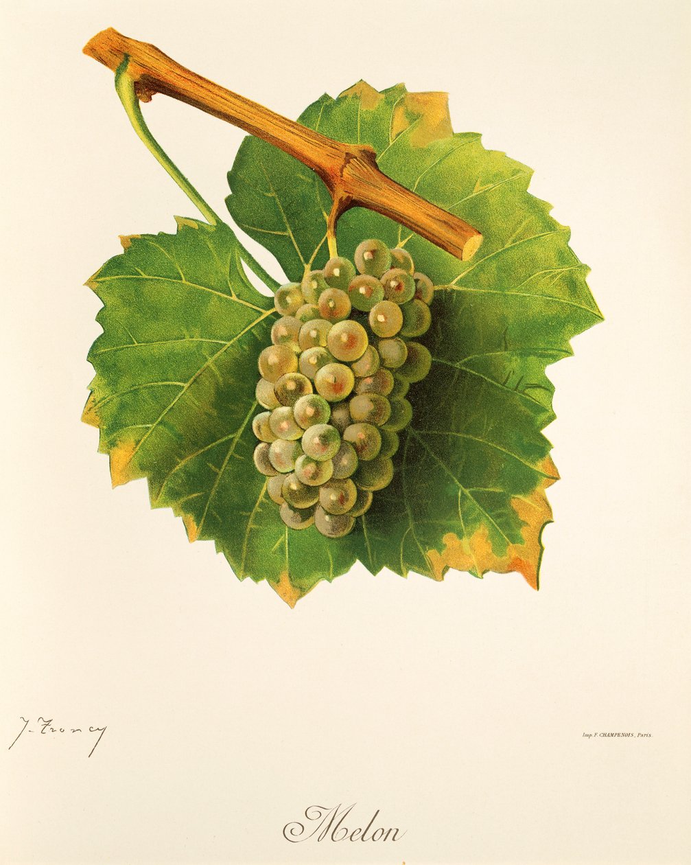 Raisin Melon par J. Troncy - Jules Troncy