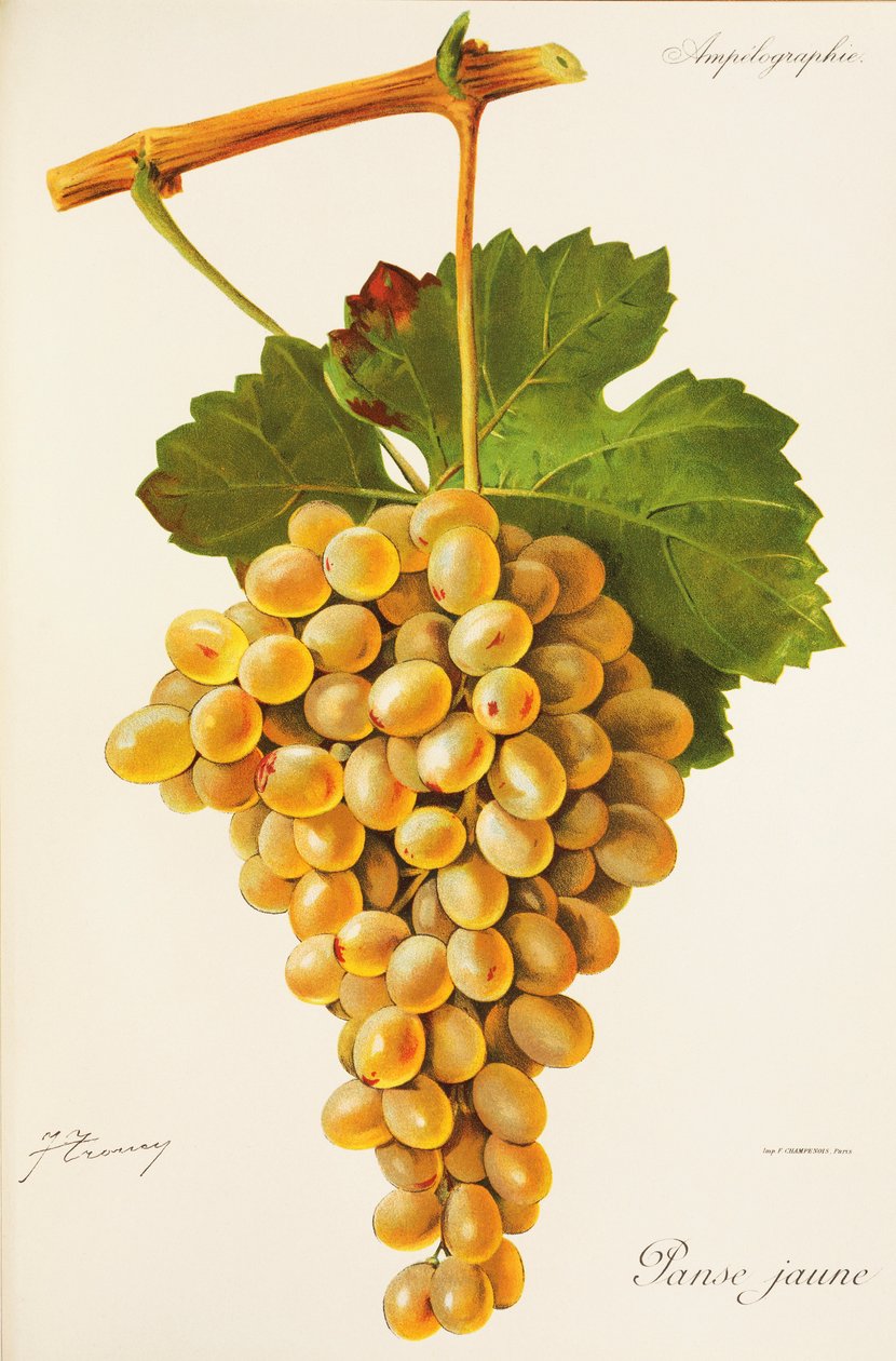 Raisin Panse Jaune par J. Troncy - Jules Troncy
