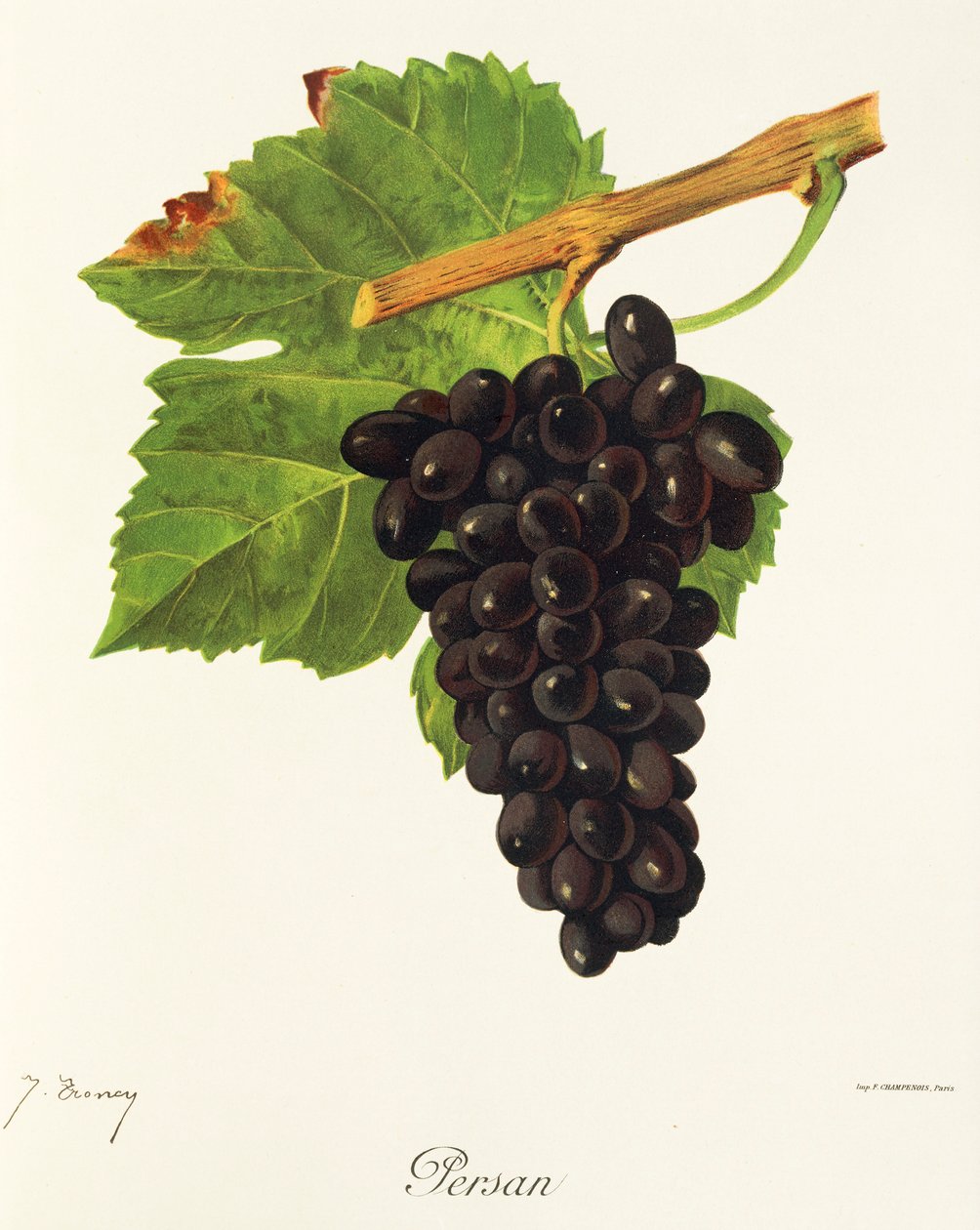 Raisin Persan - Jules Troncy
