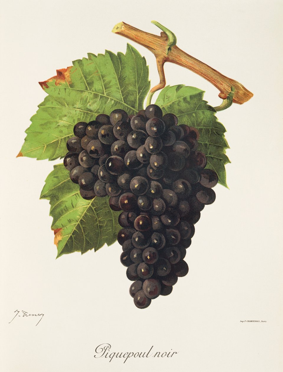 Raisin Piquepoul Noir par J. Troncy - Jules Troncy