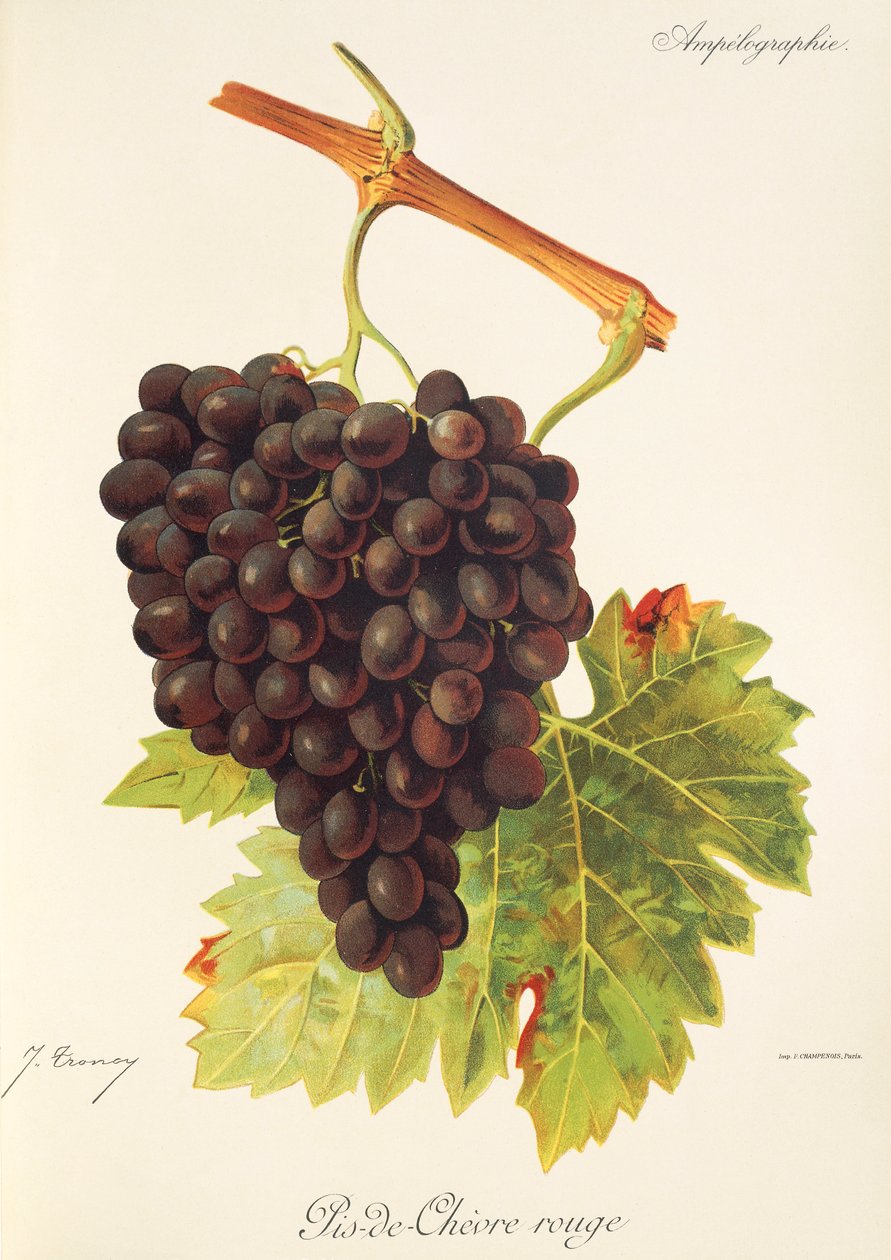 Pis-de-Chevre Rouge - Jules Troncy