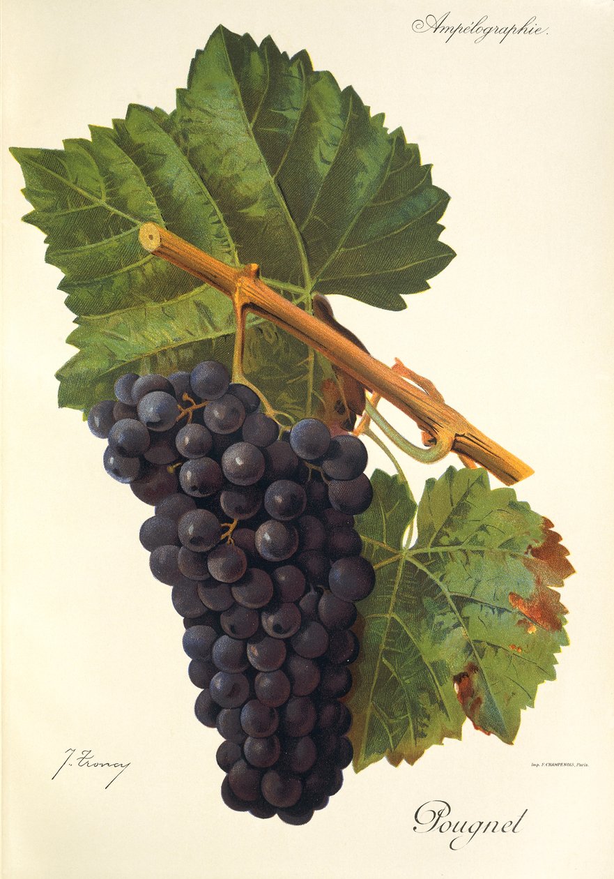Raisin Pougnel - Jules Troncy