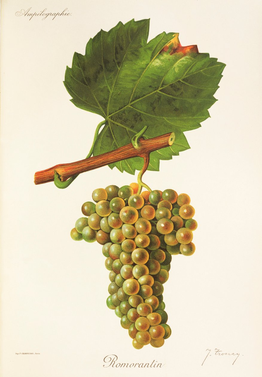Romorantin - Jules Troncy