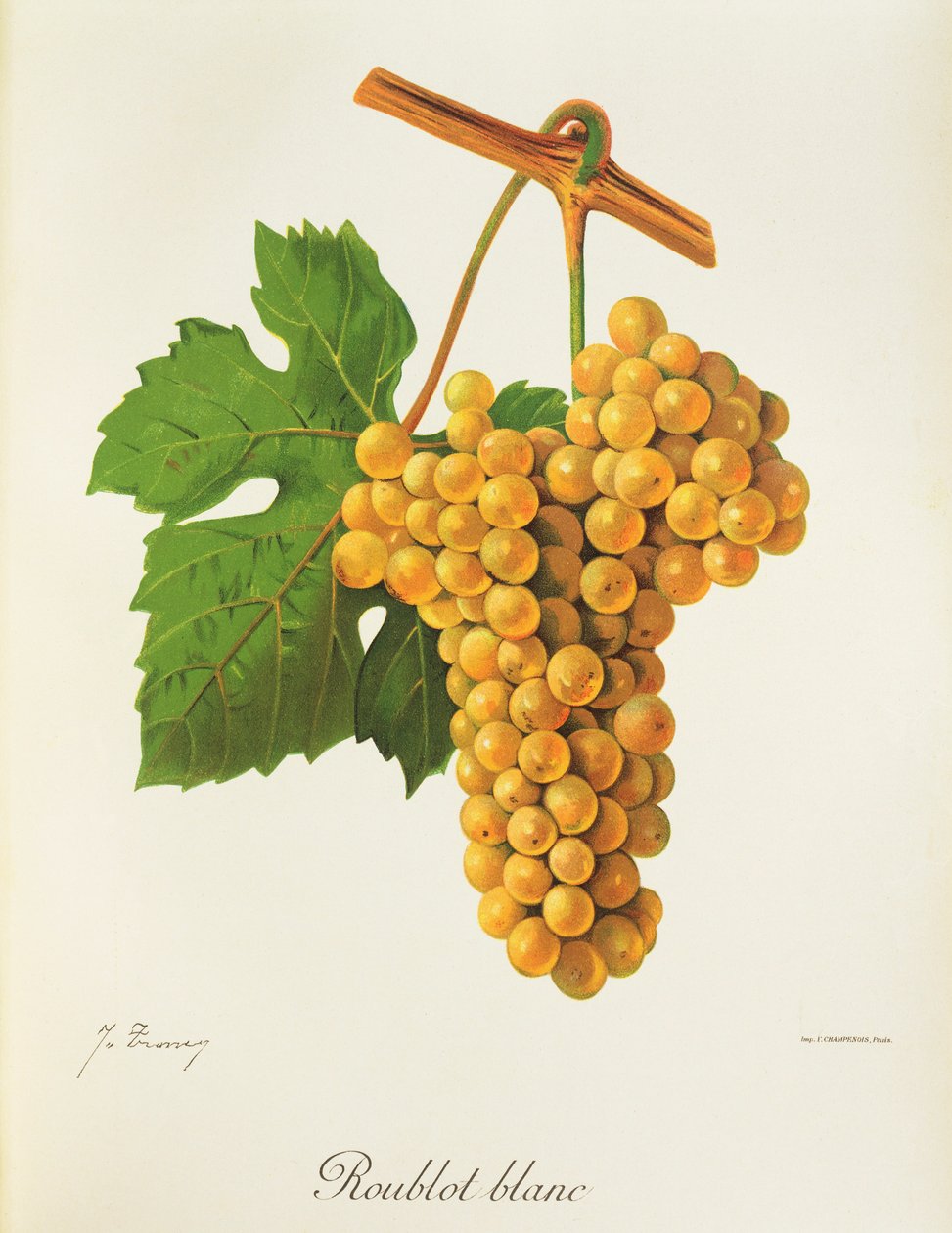 Raisin Roublot Blanc - Jules Troncy