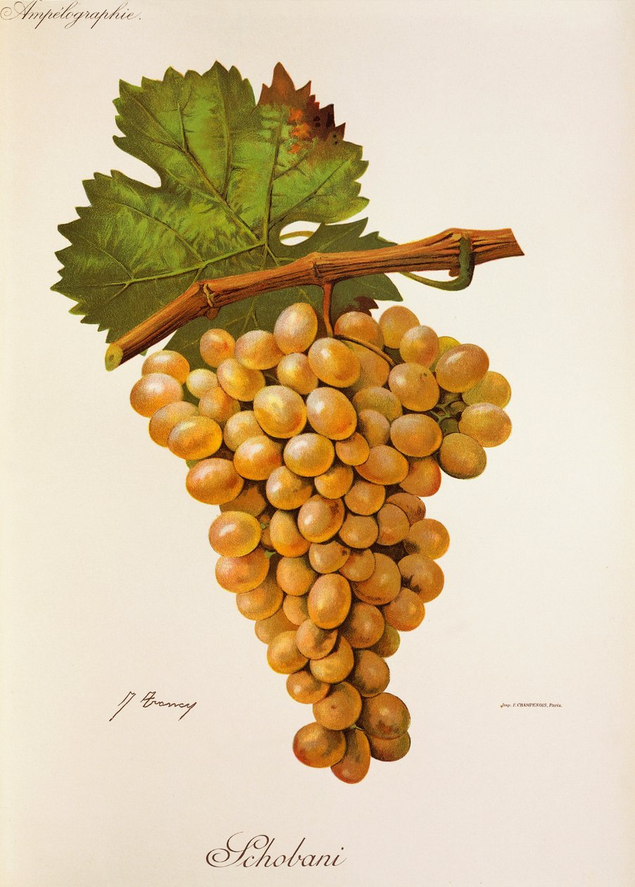 Schobani - Jules Troncy