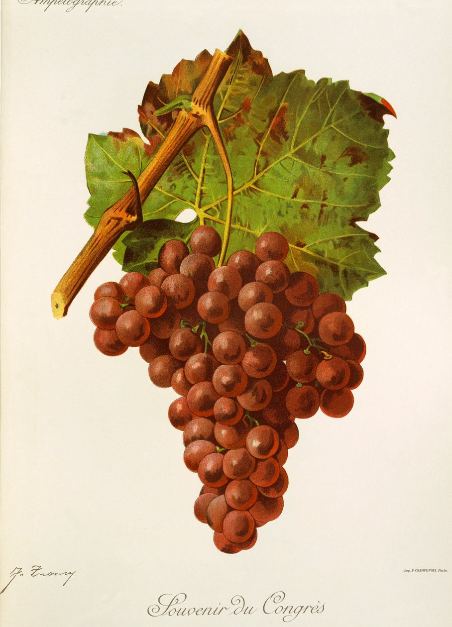 Raisin Souvenir du Congrès - Jules Troncy