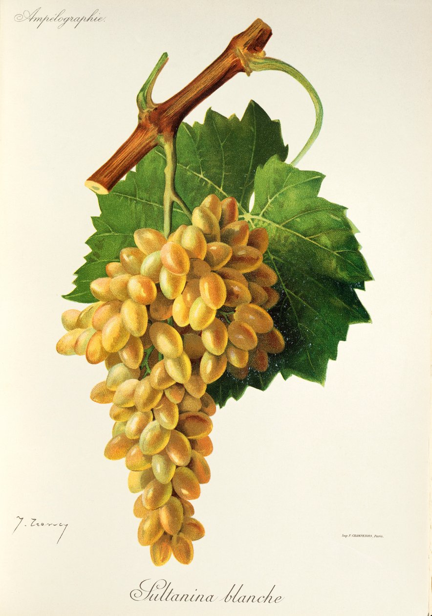 Raisin Sultanina Blanche par J. Troncy - Jules Troncy