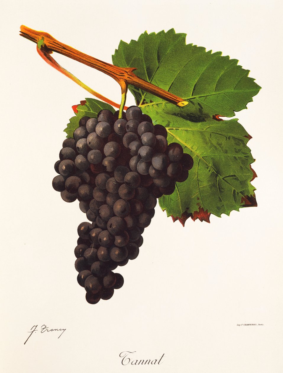 Raisin Tannat - Jules Troncy