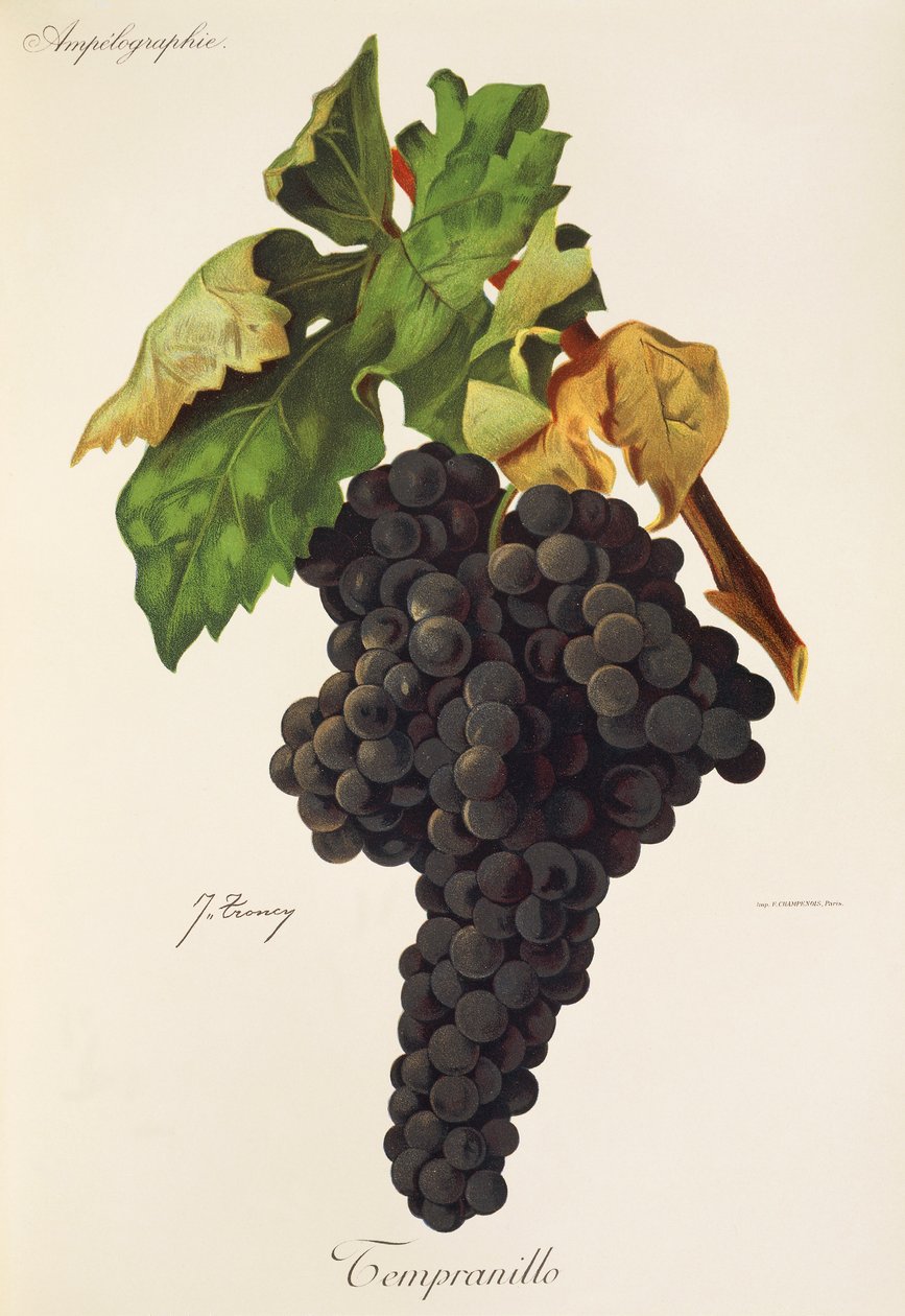 Raisin Tempranillo par J. Troncy - Jules Troncy
