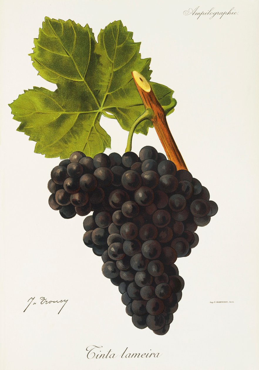Raisin Tinta Lameira - Jules Troncy