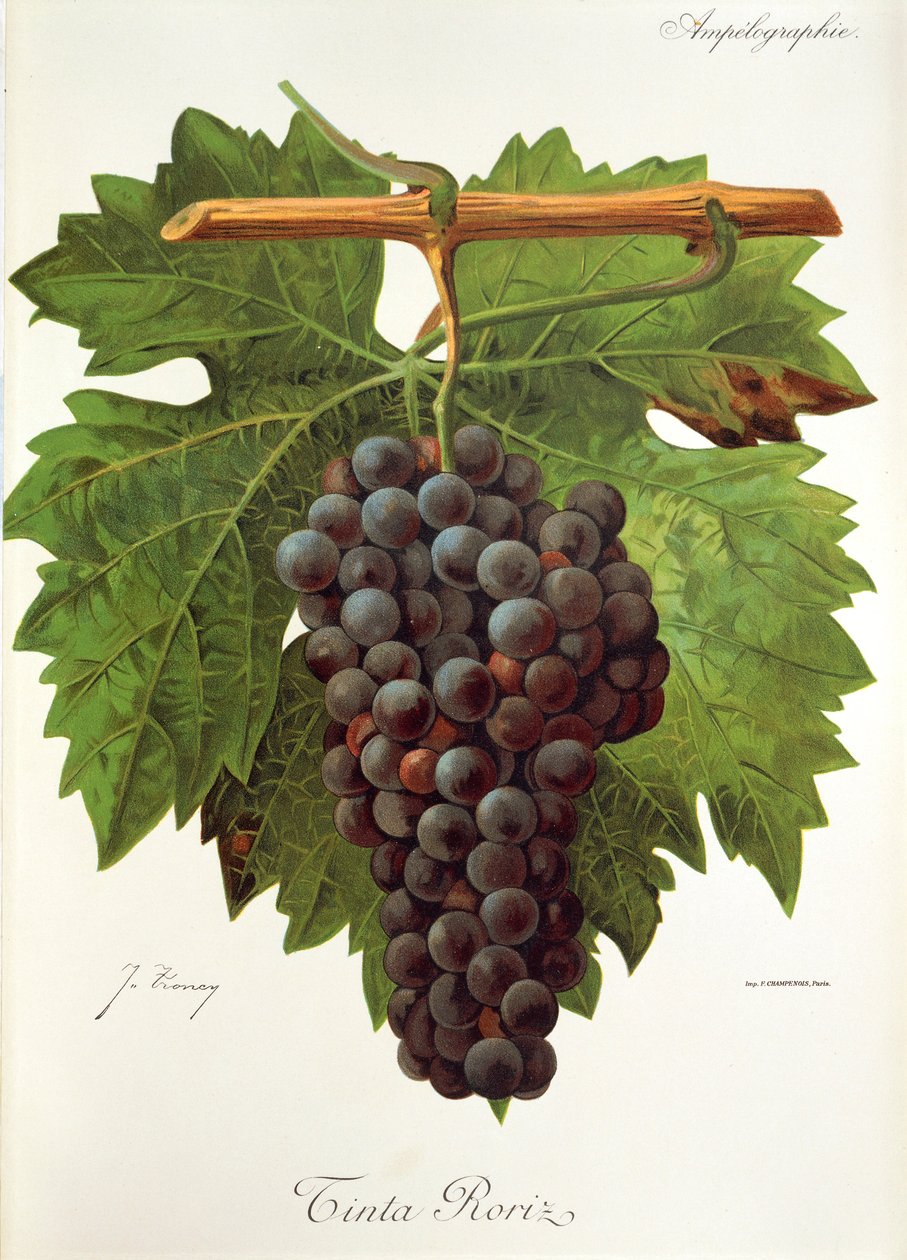 Raisin Tinta Roriz - Jules Troncy