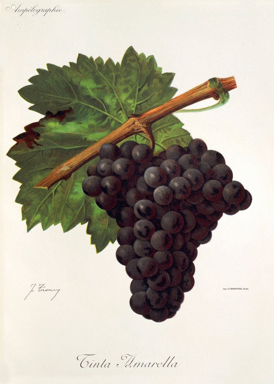 Tinto Amarella - Jules Troncy
