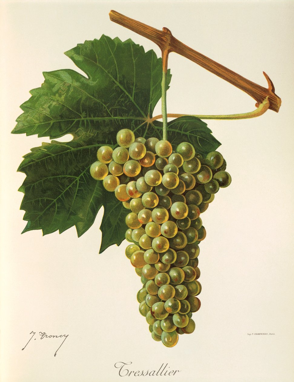 Raisin Tressallier - Jules Troncy