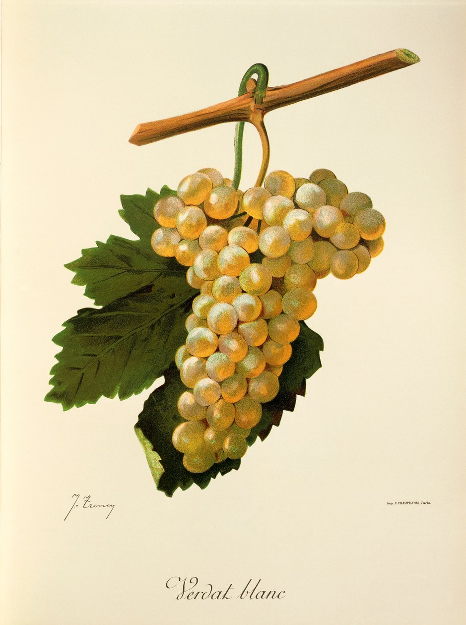 Raisin Verdat Blanc par J. Troncy - Jules Troncy