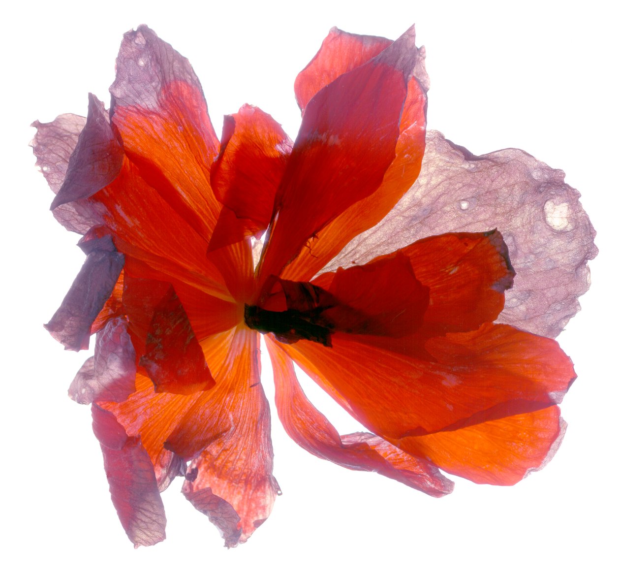 Bégonia Rond - Julia McLemore