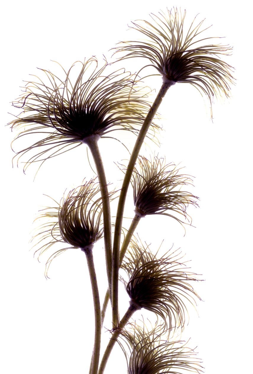 Bourgeons de clématite, 2010 - Julia McLemore