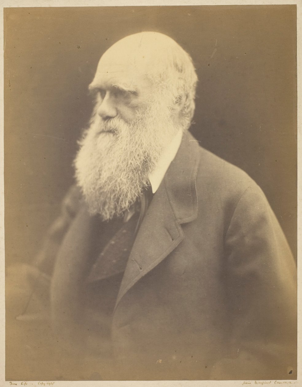 Charles Darwin - Julia Margaret Cameron