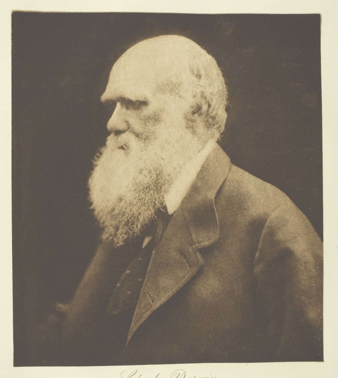 Charles Darwin - Julia Margaret Cameron